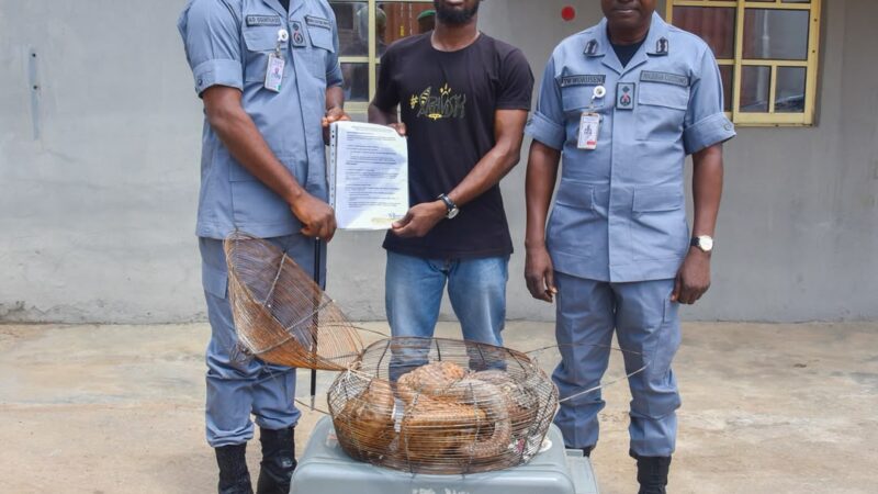 FOU Zone A Rescues Another Five Live Pangolins in Ogun State