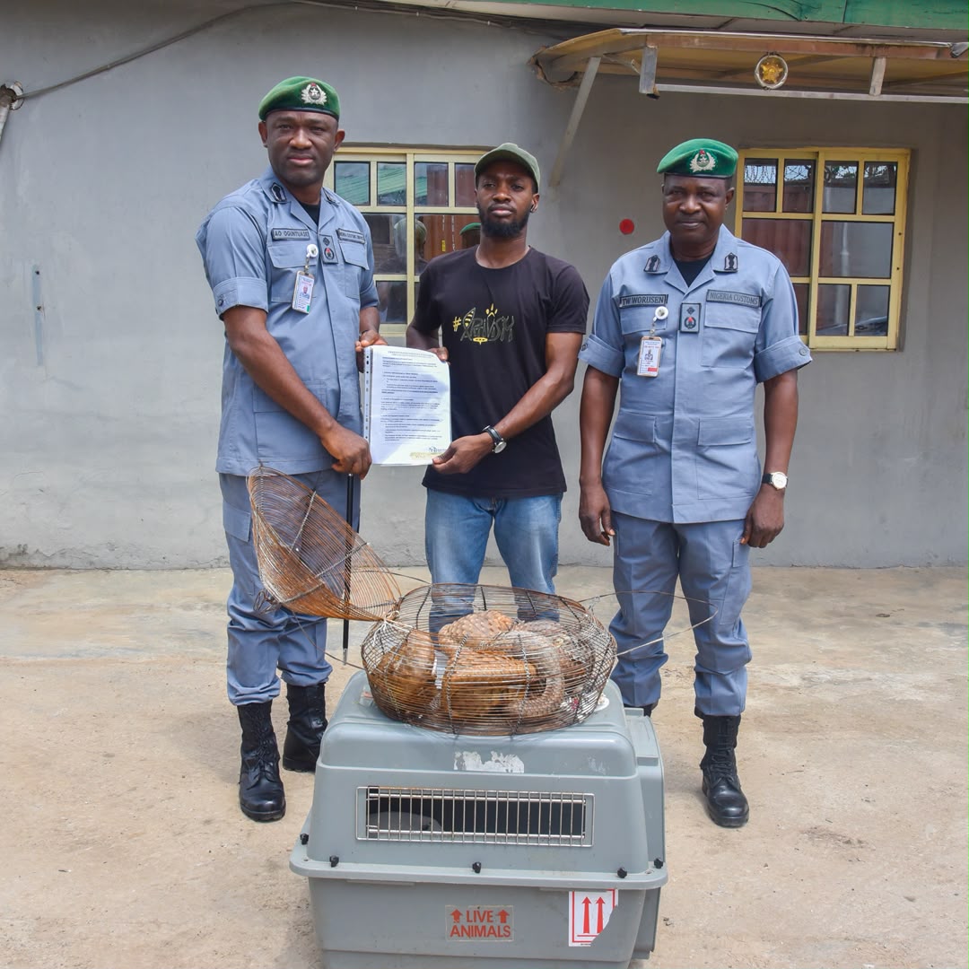 FOU Zone A Rescues Another Five Live Pangolins in Ogun State